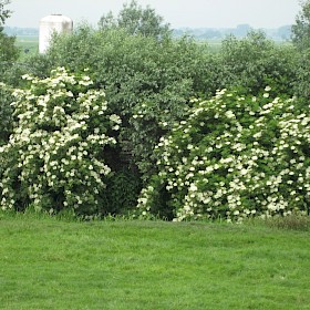 Elder