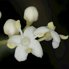 Elder
