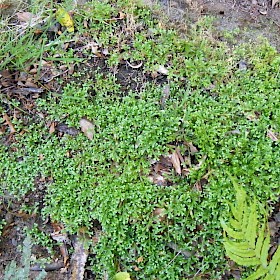 African club moss