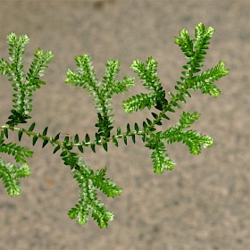 African club moss