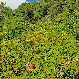 Cape ivy