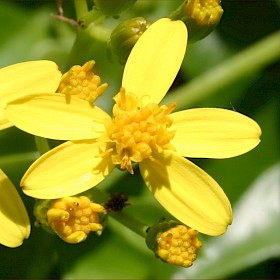Cape ivy