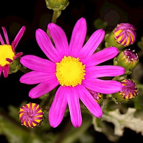 Purple groundsel