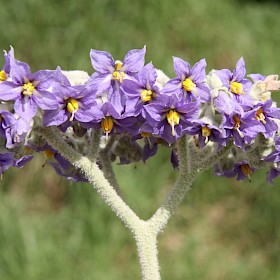 Woolly nightshade