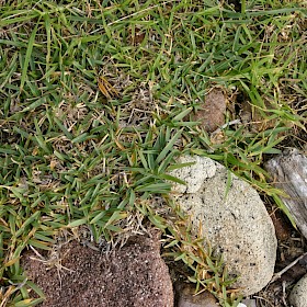 Buffalo grass