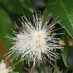 Brush cherry