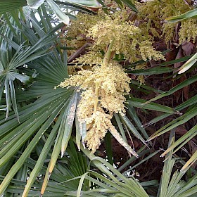 Chinese windmill palm