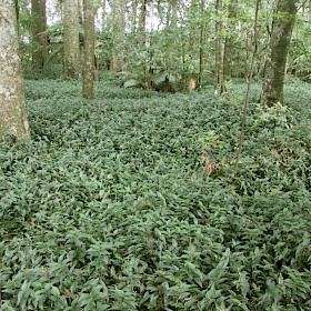 Tradescantia