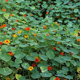Nasturtium