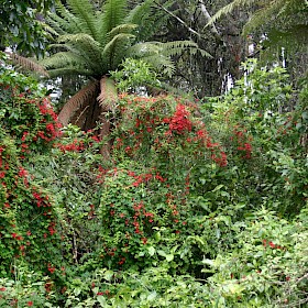 Chilean flame creeper