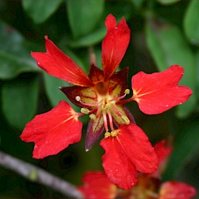 Chilean flame creeper