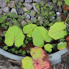 Coltsfoot