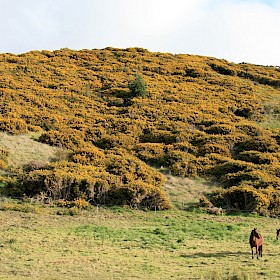 Gorse