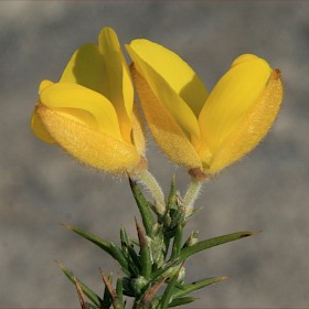 Gorse