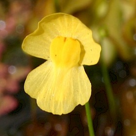 Bladderwort