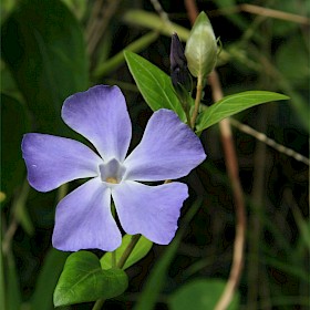 Periwinkle