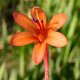 Watsonia