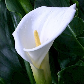 Arum lily