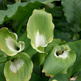 Green goddess
