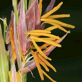 Manchurian rice grass