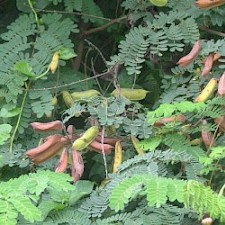 Photo: Paul Champion