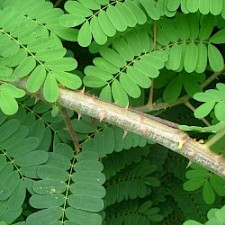 Photo: Paul Champion