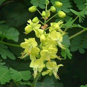 Mysore thorn