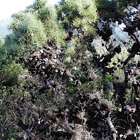 Downy hakea