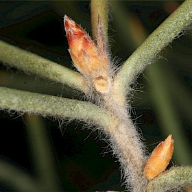 Downy hakea