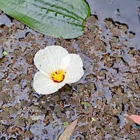 Swamp lily