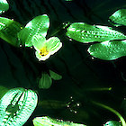 Swamp lily