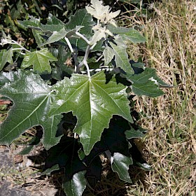White poplar