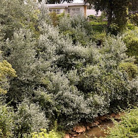 White poplar