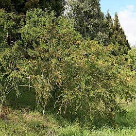 Kangaroo acacia