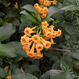 Orange cestrum