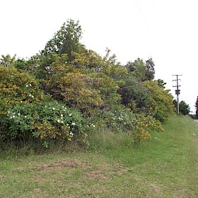 Orange cestrum