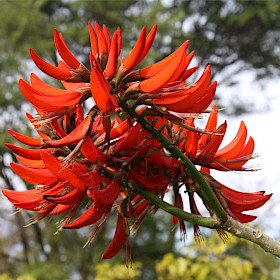 Coral tree