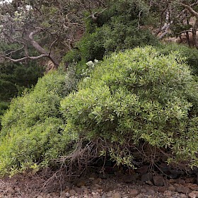 Sydney golden wattle