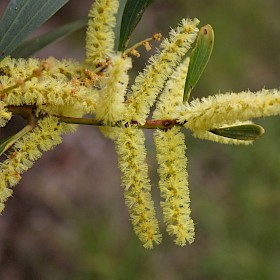 Sydney golden wattle