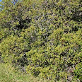Willow-leaved hakea
