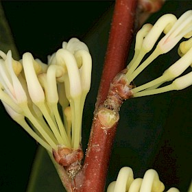 Willow-leaved hakea