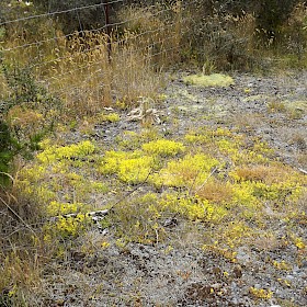 Stonecrop