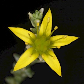 Stonecrop