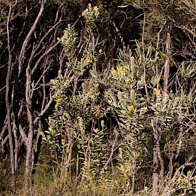 Oxylobium