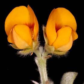 Oxylobium