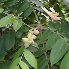 Japanese walnut