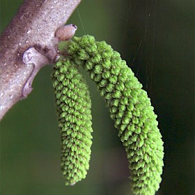 Japanese walnut
