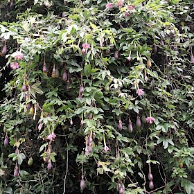 Banana passionfruit
