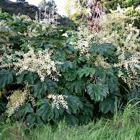 Rice-paper plant