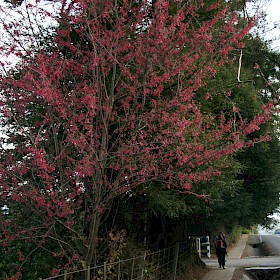 Taiwan cherry